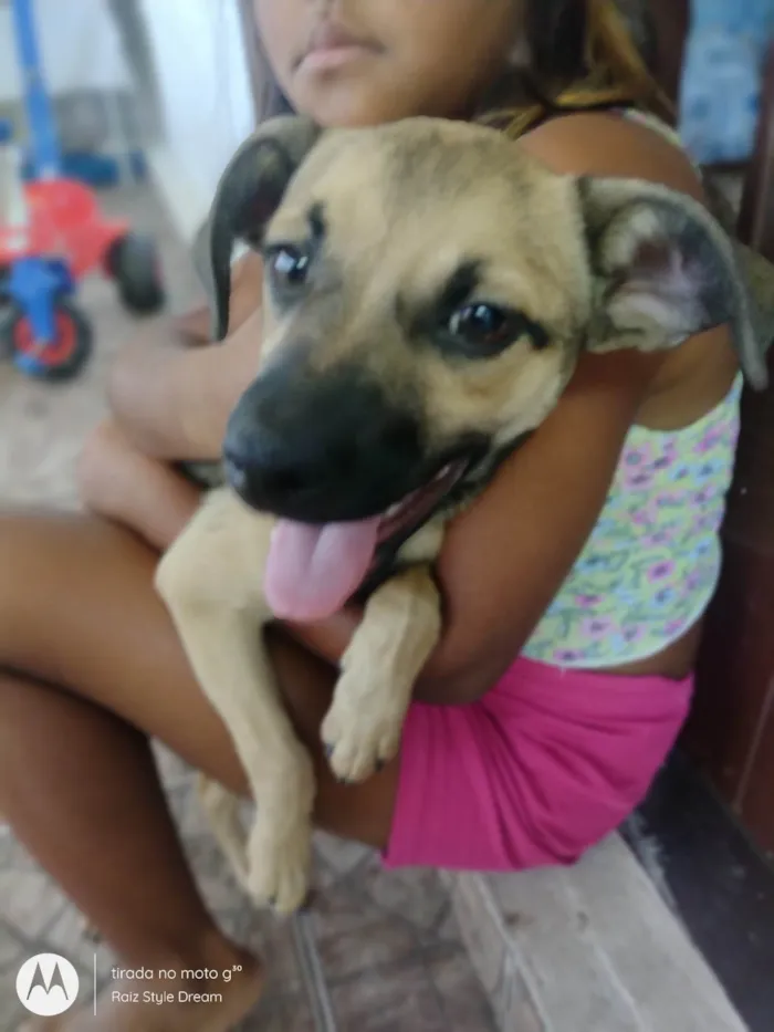 Cachorro ra a Vira lata  idade 2 a 6 meses nome Princesa