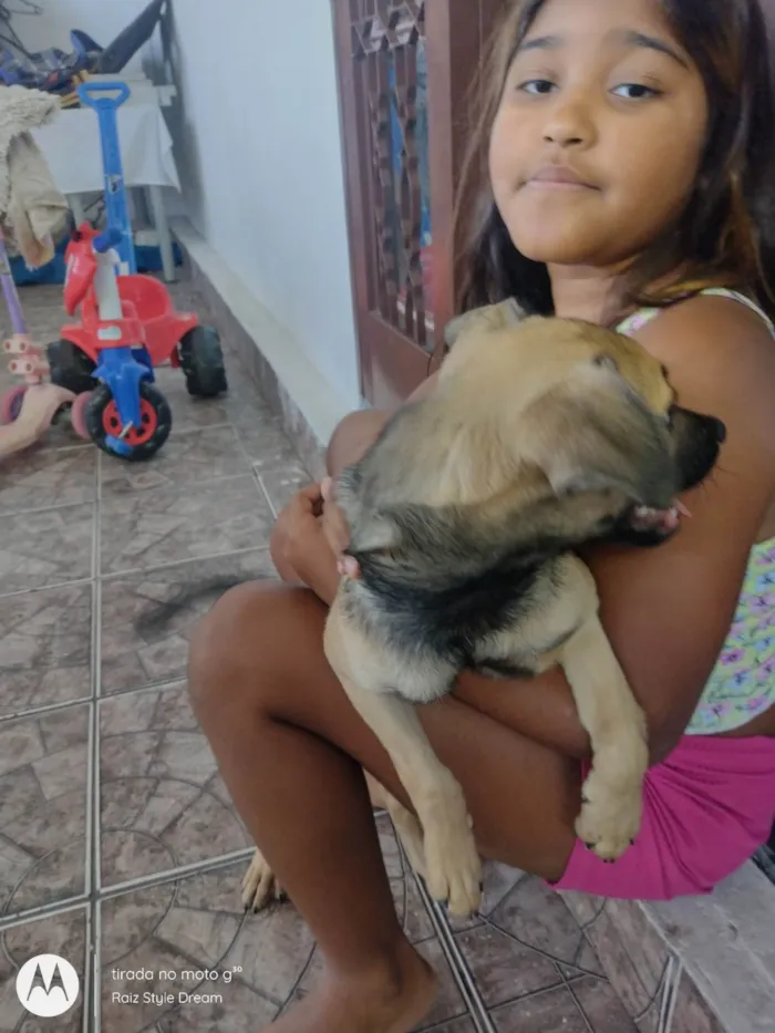 Cachorro ra a Vira lata  idade 2 a 6 meses nome Princesa