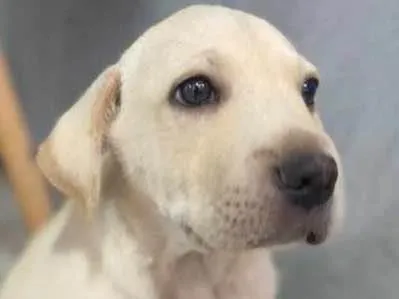 Cachorro ra a SRD-ViraLata idade Abaixo de 2 meses nome Não tem