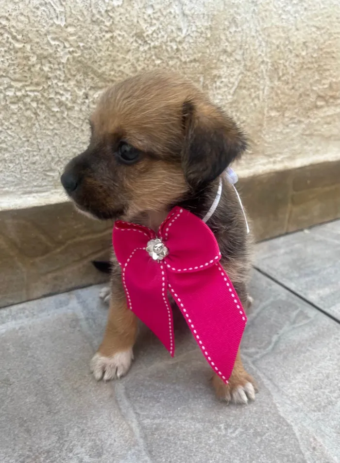 Cachorro ra a SRD-ViraLata idade Abaixo de 2 meses nome Judite