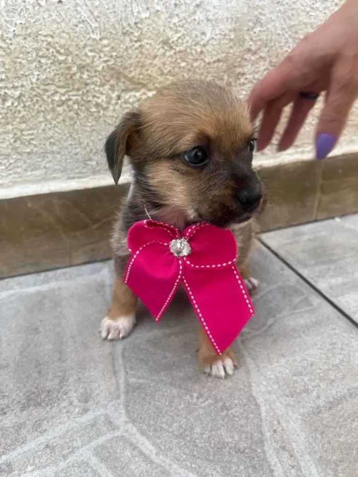Cachorro ra a SRD-ViraLata idade Abaixo de 2 meses nome Judite