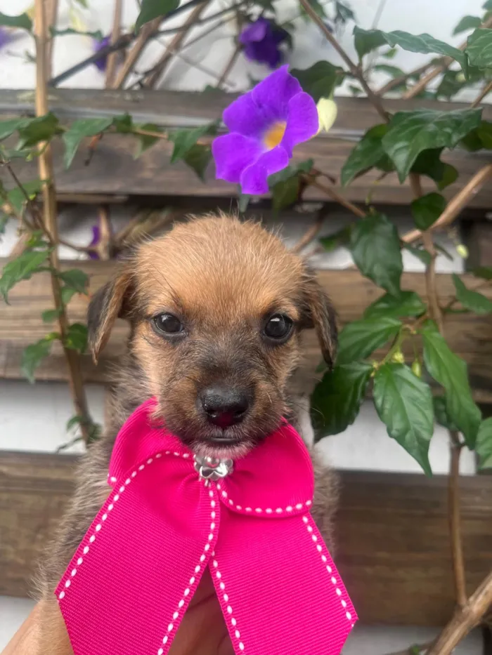 Cachorro ra a SRD-ViraLata idade Abaixo de 2 meses nome Judite