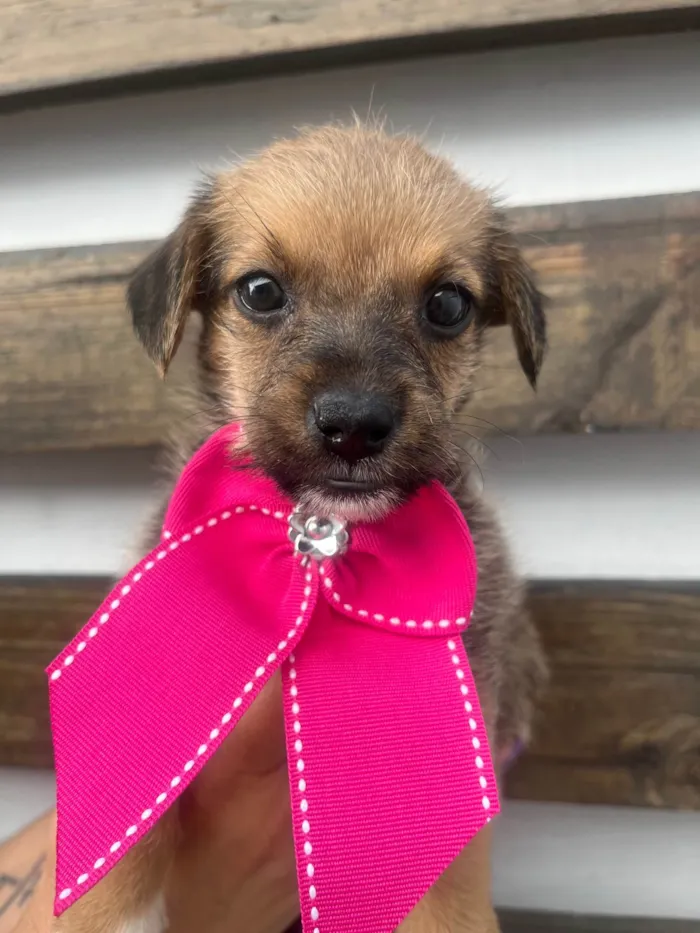 Cachorro ra a SRD-ViraLata idade Abaixo de 2 meses nome Judite