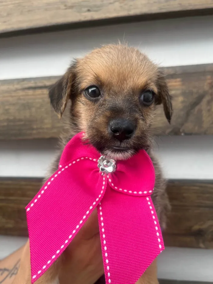 Cachorro ra a SRD-ViraLata idade Abaixo de 2 meses nome Judite