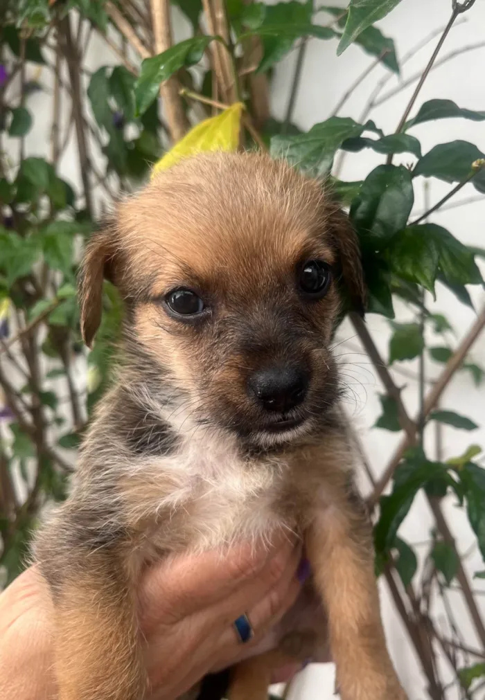 Cachorro ra a SRD-ViraLata idade Abaixo de 2 meses nome Judite