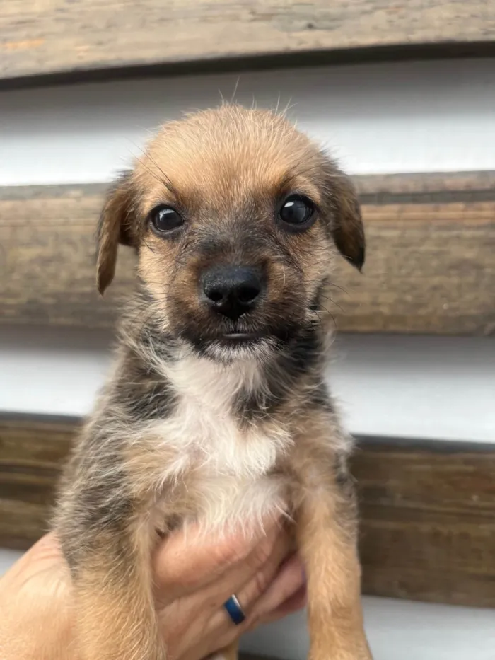 Cachorro ra a SRD-ViraLata idade Abaixo de 2 meses nome Judite