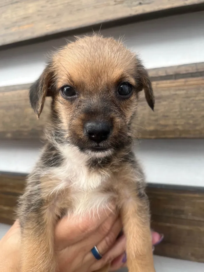 Cachorro ra a SRD-ViraLata idade Abaixo de 2 meses nome Judite