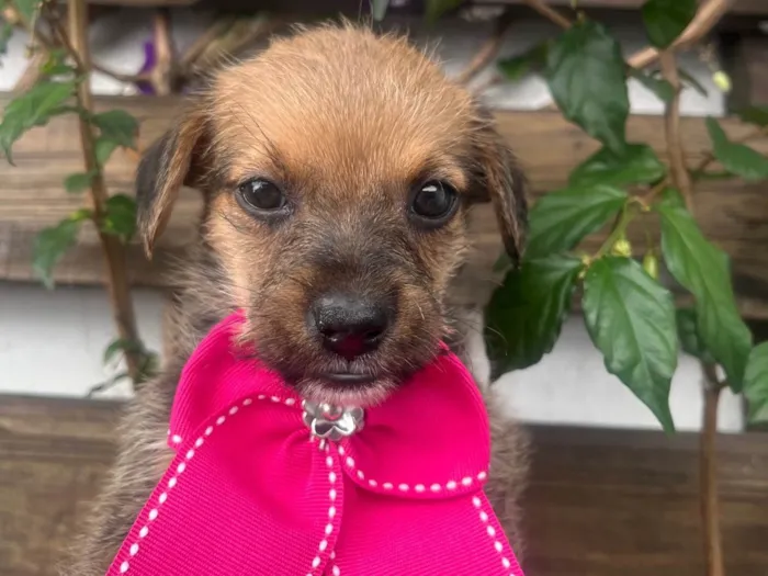 Cachorro ra a SRD-ViraLata idade Abaixo de 2 meses nome Judite
