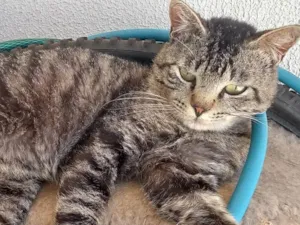 Gato raça Não sei idade 2 anos nome Saimon