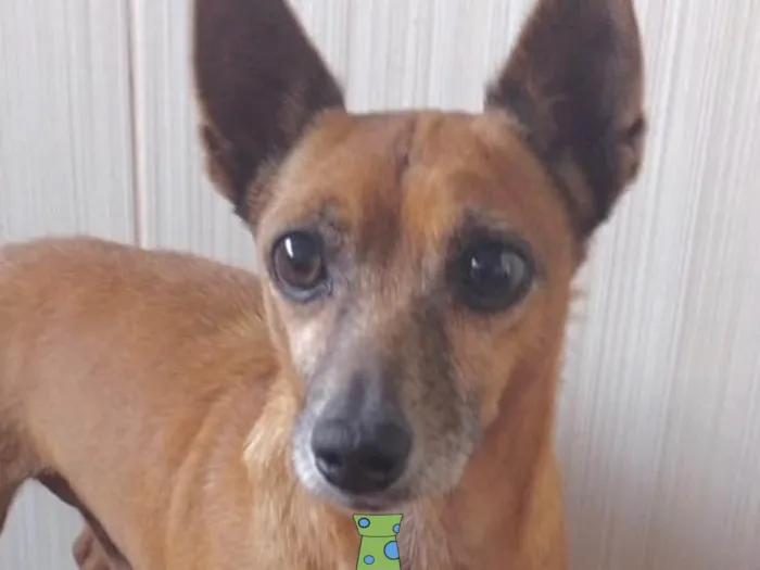 Cachorro ra a Mestico  idade 7 a 11 meses nome Nick 