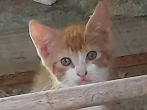 Gato raça Sem definição  idade Abaixo de 2 meses nome Não tem
