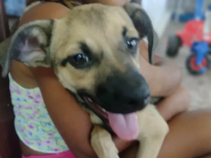 Cachorro ra a Vira lata  idade 2 a 6 meses nome Princesa