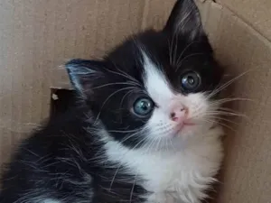 Gato raça SRD idade Abaixo de 2 meses nome Frajola Peluda adocao