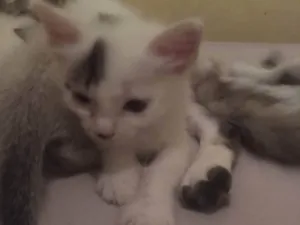 Gato raça Siamês (a mãe deles é siamês)  idade Abaixo de 2 meses nome Filhotes