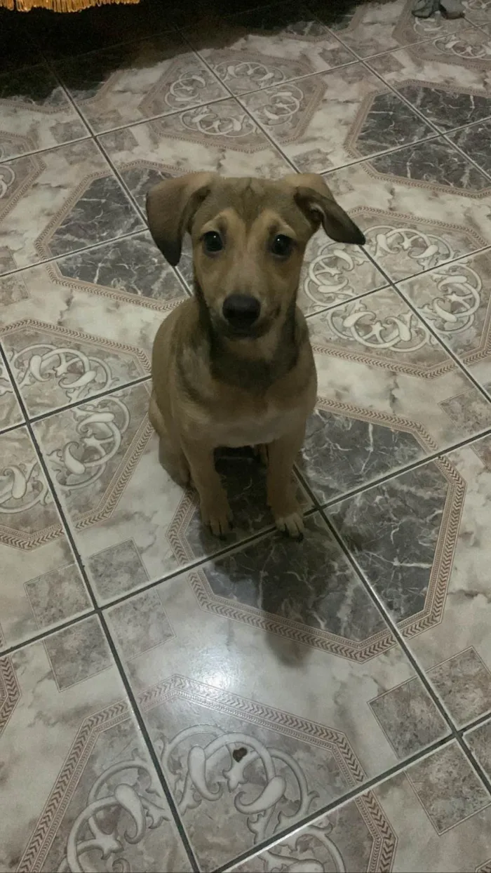 Cachorro ra a SRD-ViraLata idade 2 a 6 meses nome Chanel