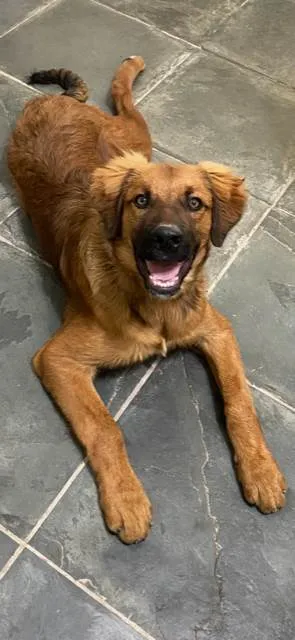 Cachorro ra a Pai Golden - Mãe Rottweiler idade 1 ano nome Aslan