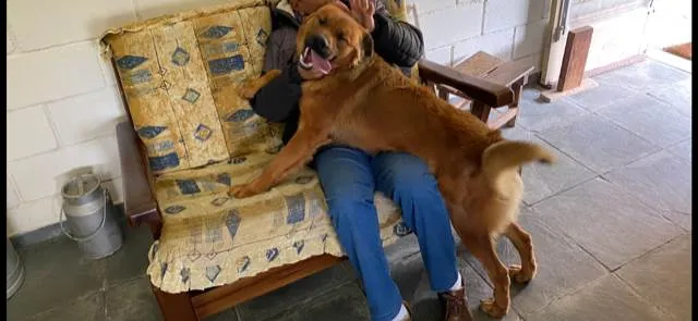 Cachorro ra a Pai Golden - Mãe Rottweiler idade 1 ano nome Aslan