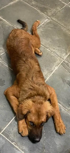 Cachorro ra a Pai Golden - Mãe Rottweiler idade 1 ano nome Aslan