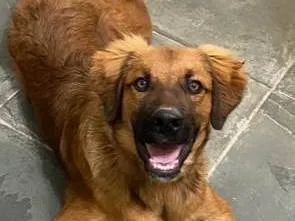 Cachorro ra a Pai Golden - Mãe Rottweiler idade 1 ano nome Aslan