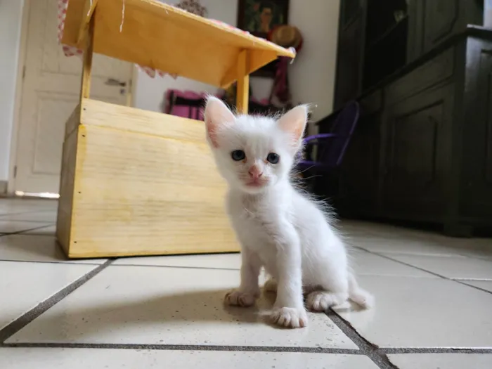 Gato ra a SRD-ViraLata idade Abaixo de 2 meses nome Dois gatinhos brancos