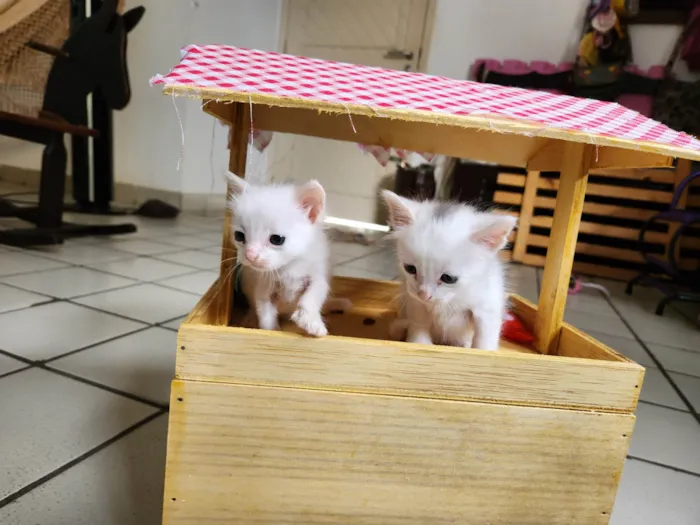 Gato ra a SRD-ViraLata idade Abaixo de 2 meses nome Dois gatinhos brancos