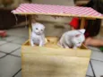 Dois gatinhos brancos
