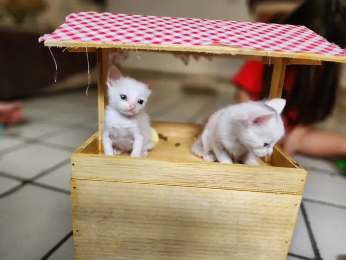 Gato ra a SRD-ViraLata idade Abaixo de 2 meses nome Dois gatinhos brancos