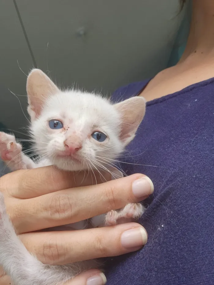 Gato ra a SRD-ViraLata idade Abaixo de 2 meses nome Dois gatinhos brancos