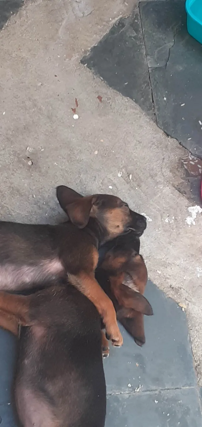 Cachorro ra a SRD-ViraLata idade 2 a 6 meses nome Sem nome