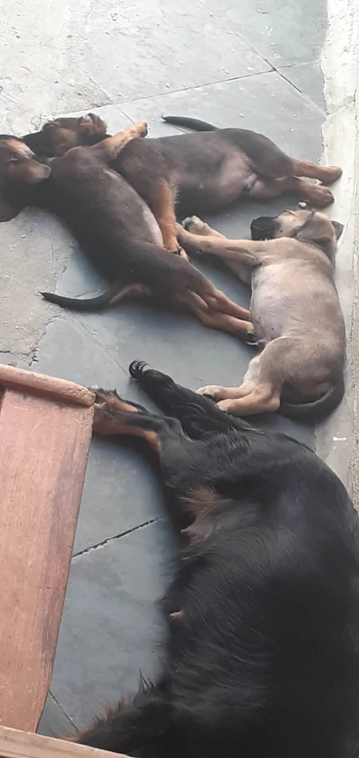 Cachorro ra a SRD-ViraLata idade 2 a 6 meses nome Sem nome