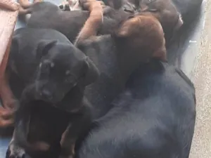 Cachorro raça SRD-ViraLata idade 2 a 6 meses nome Sem nome