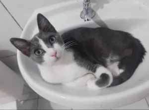 Gato raça SRD-ViraLata idade 7 a 11 meses nome Charlie