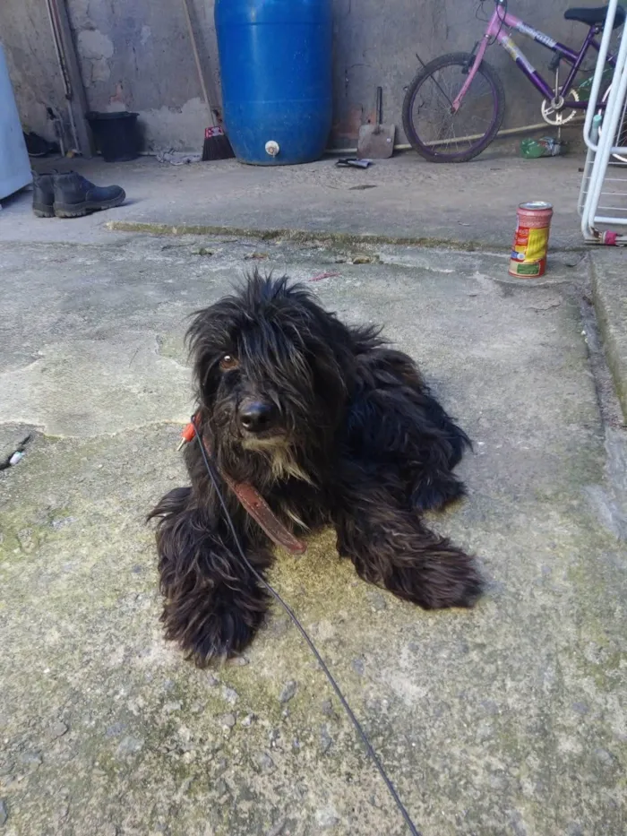 Cachorro ra a Poodle idade 2 anos nome Capitão 