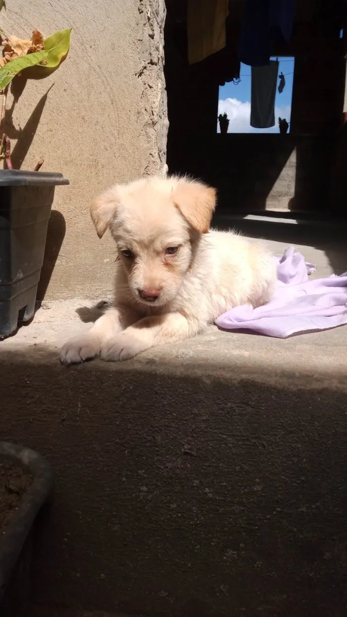 Cachorro ra a Pastor suíço/ com labrador  idade 2 a 6 meses nome Sulfit 