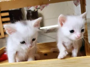 Gato raça SRD-ViraLata idade Abaixo de 2 meses nome Dois gatinhos brancos