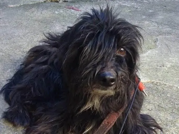 Cachorro ra a Poodle idade 2 anos nome Capitão 