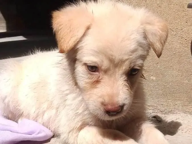 Cachorro ra a Pastor suíço/ com labrador  idade 2 a 6 meses nome Sulfit 