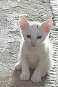 Não tem