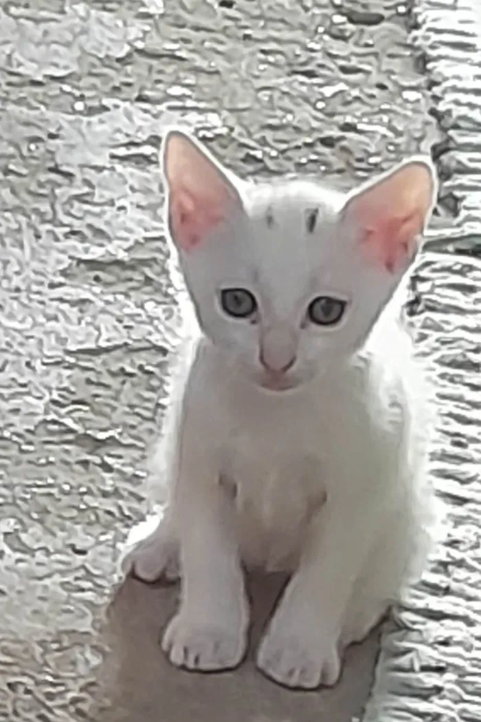Gato ra a Sem definição  idade Abaixo de 2 meses nome Não tem