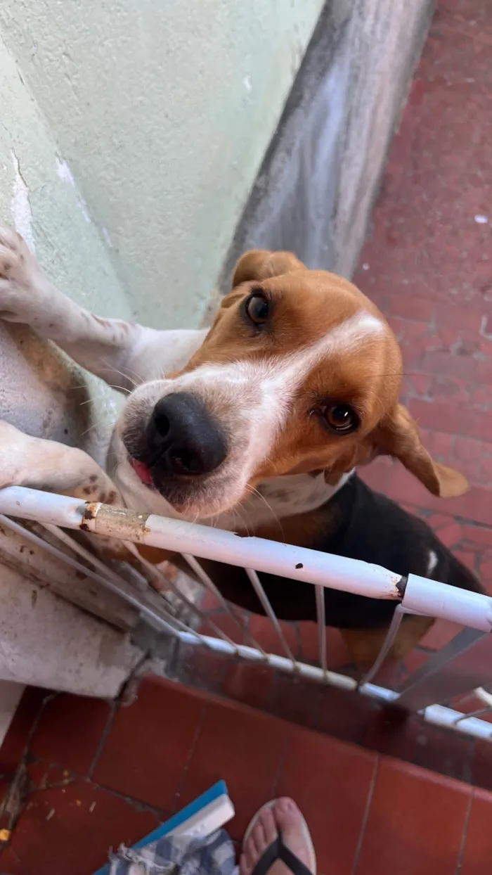 Cachorro ra a Beagle idade 2 anos nome Amin 