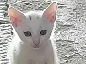 Gato raça Sem definição  idade Abaixo de 2 meses nome Não tem