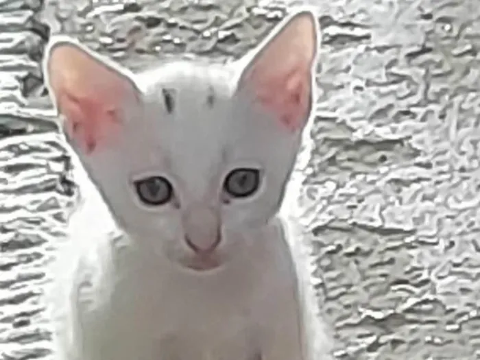 Gato ra a Sem definição  idade Abaixo de 2 meses nome Não tem