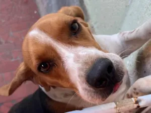 Cachorro raça Beagle idade 2 anos nome Amin 