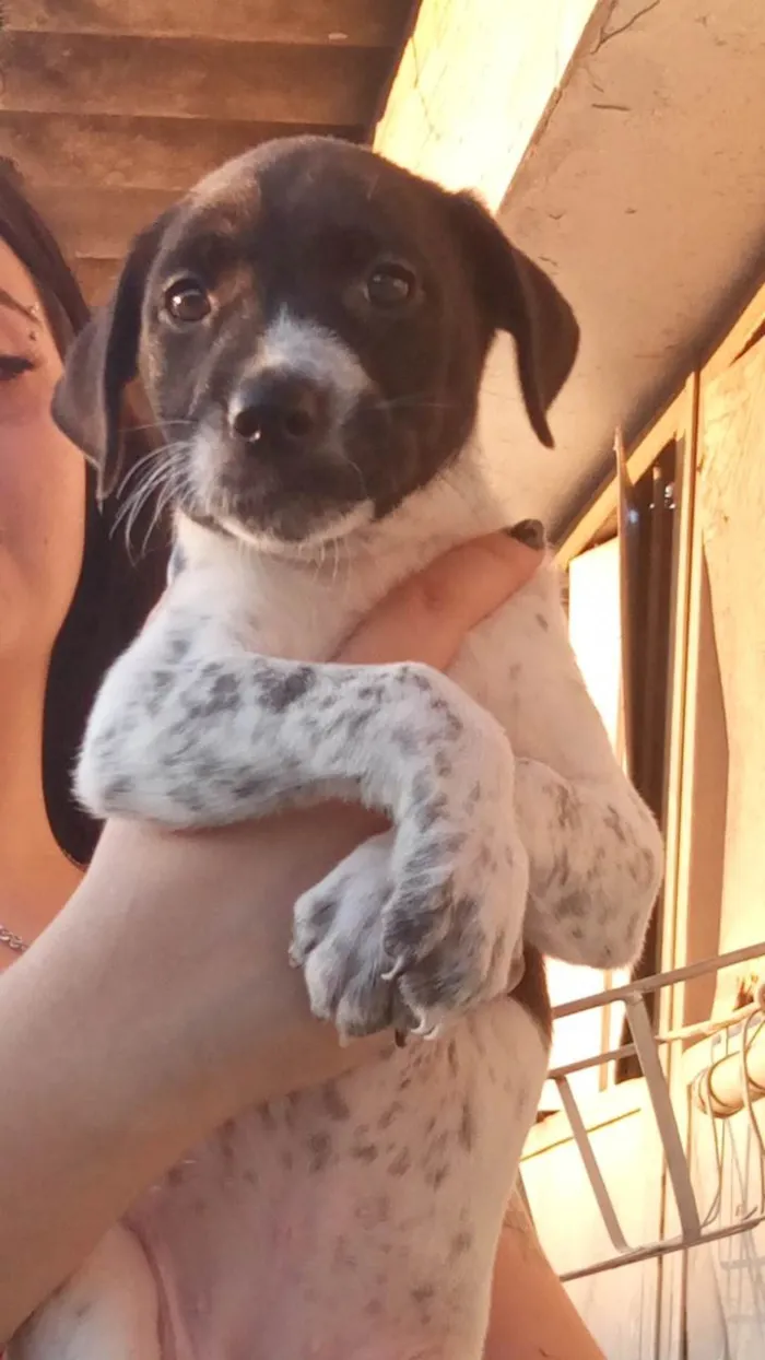 Cachorro ra a SRD-ViraLata idade Abaixo de 2 meses nome N tem nome 