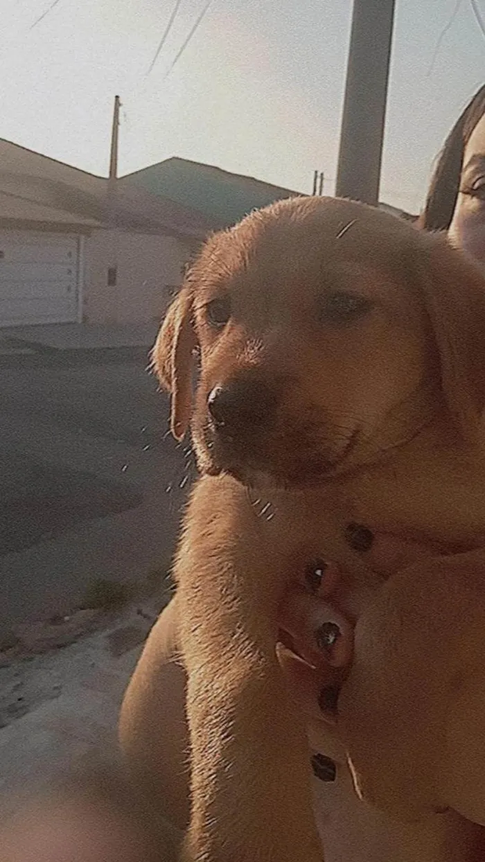 Cachorro ra a SRD-ViraLata idade Abaixo de 2 meses nome N tem nome 