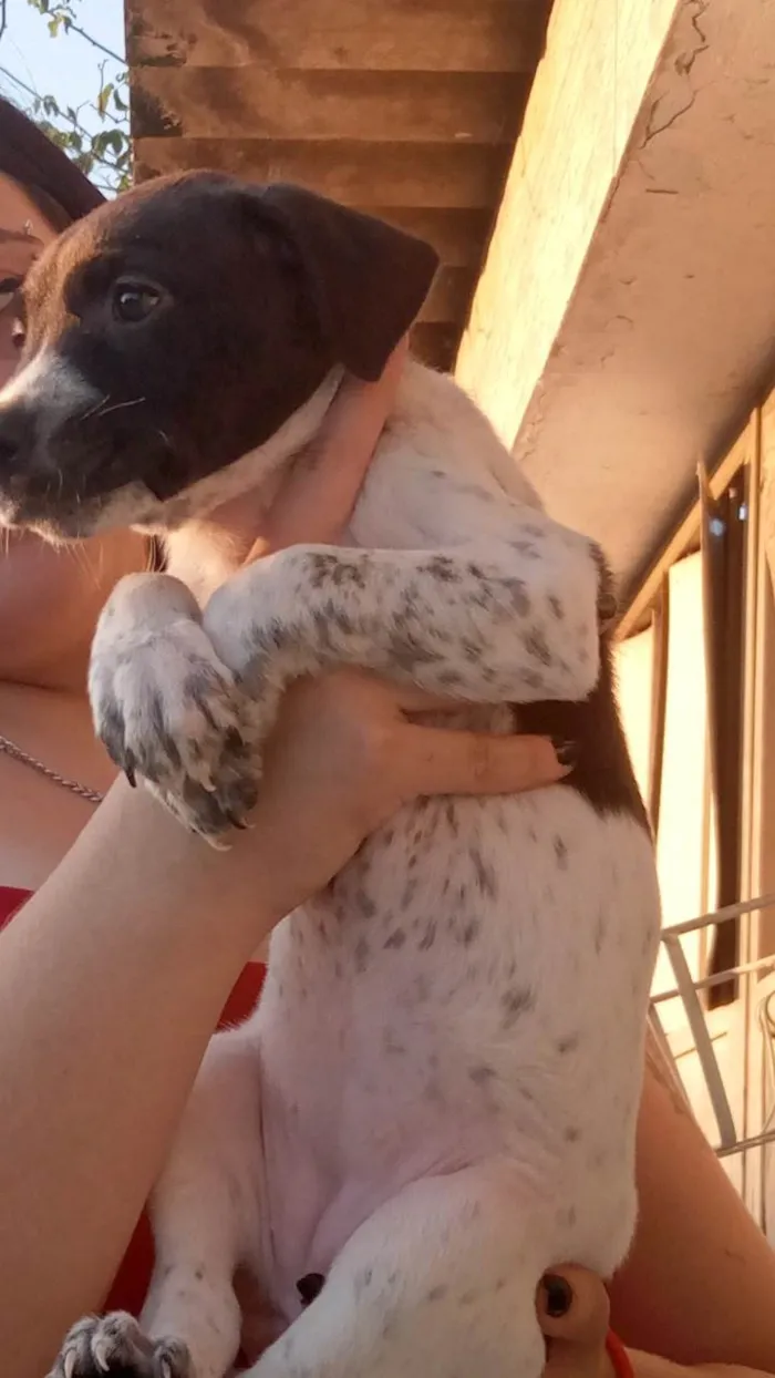 Cachorro ra a SRD-ViraLata idade Abaixo de 2 meses nome N tem nome 