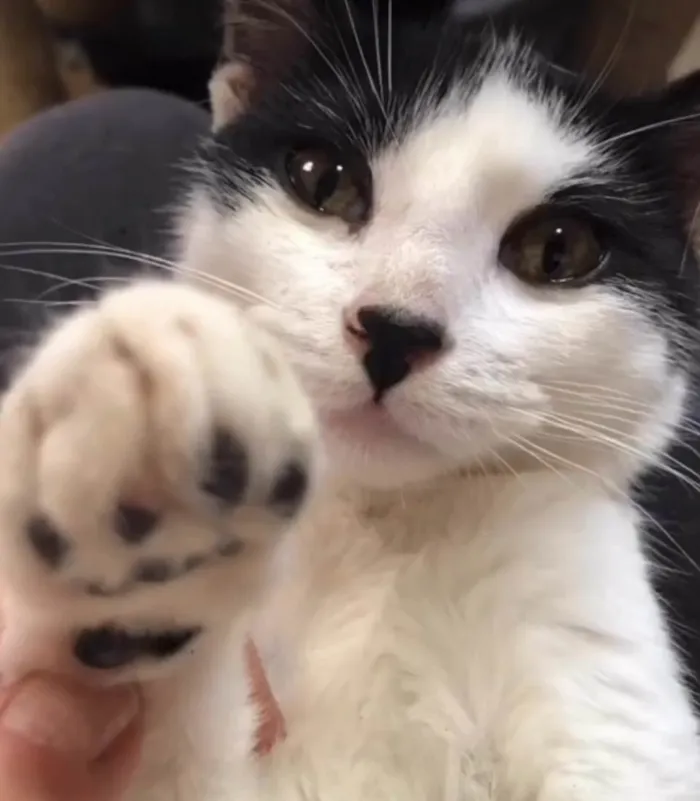 Gato ra a SRD-frajola idade 2 a 6 meses nome Faiska 