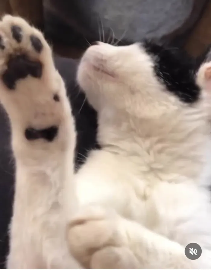 Gato ra a SRD-frajola idade 2 a 6 meses nome Faiska 