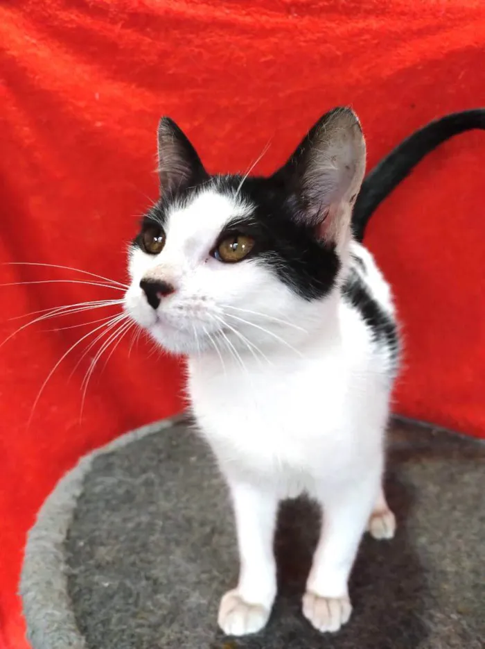 Gato ra a SRD-frajola idade 2 a 6 meses nome Faiska 