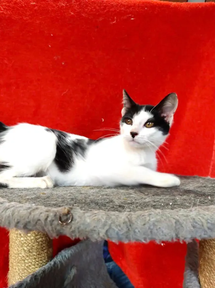 Gato ra a SRD-frajola idade 2 a 6 meses nome Faiska 